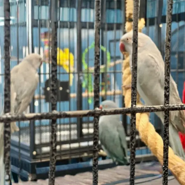 Indian Ringneck Trio (1M, 2F) - male and two female ringneck parrots with flight cage setup