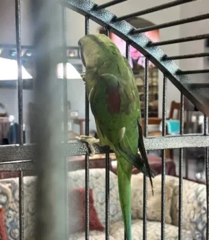Male Alexandrine Ringneck - green parrot