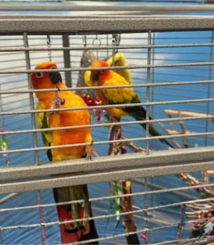 male-and-female-pair-of-sun-conures