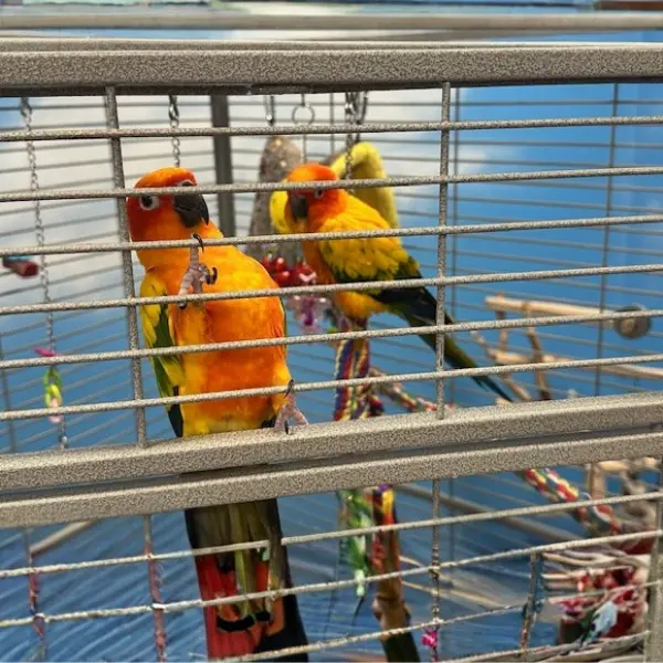 male-and-female-pair-of-sun-conures