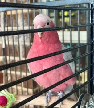 Male Rose Breasted Galah - pink grey parrot