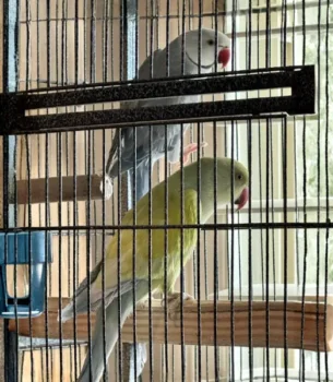 Proven Indian Ringneck Breeding Pair