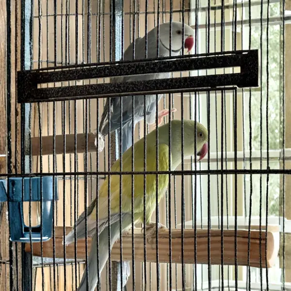 Proven Indian Ringneck Breeding Pair