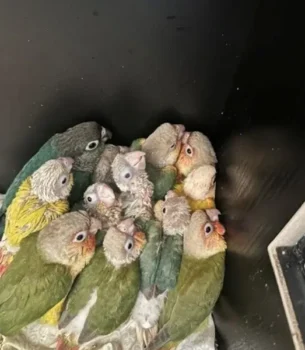 green cheeks and sun cheeks