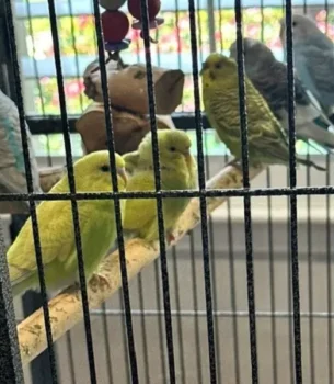 parakeets