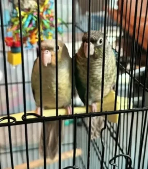 green-cheek-conures-are-babies