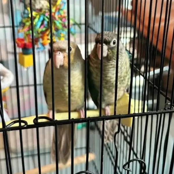 green-cheek-conures-are-babies