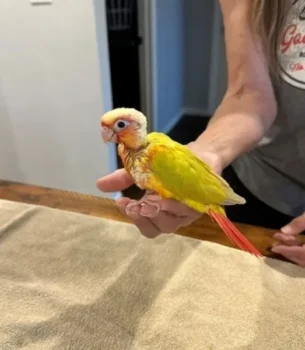 sun-cheek-conures-are-babies