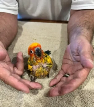 sun-conures-are-babies